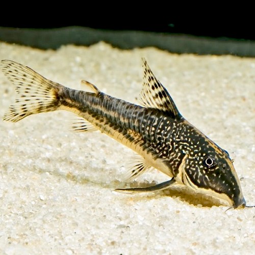 Corydoras barbatus - Corydoras chabraque ML